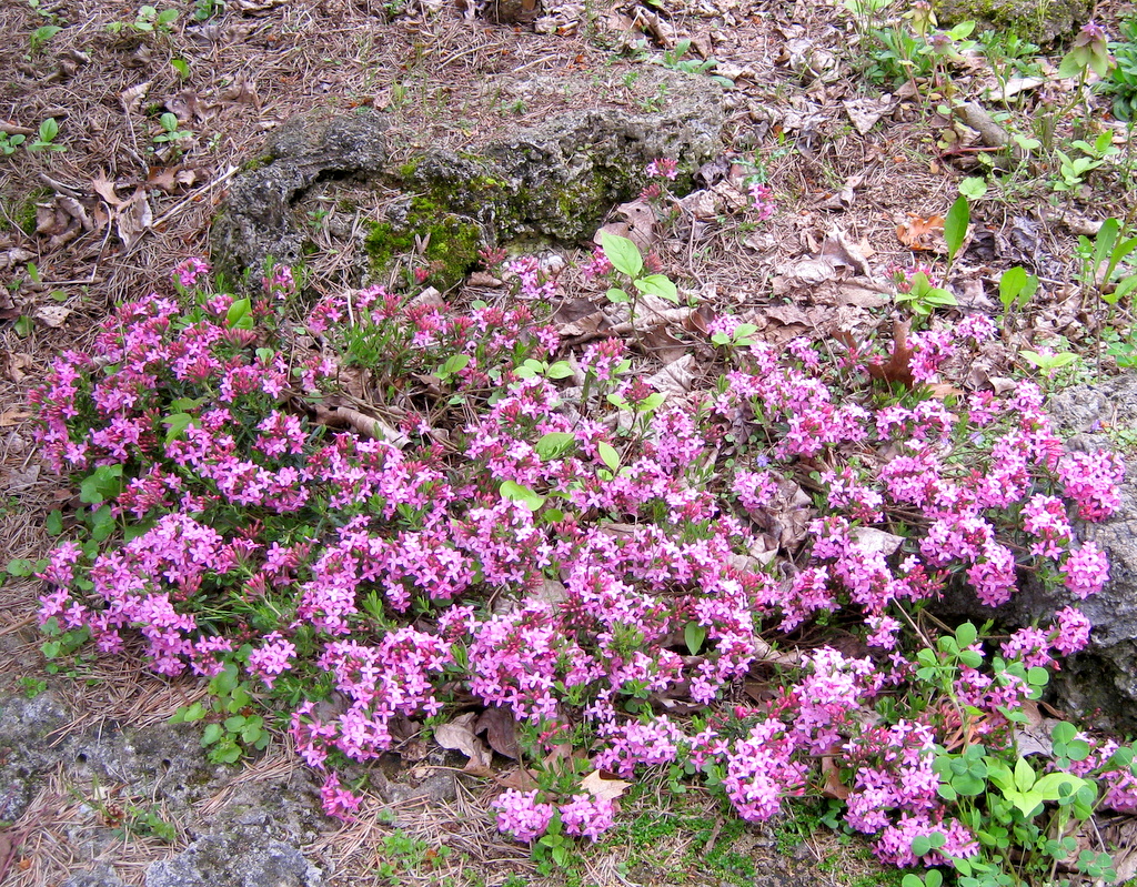 Daphne x hauseri 'Leila Haynes'